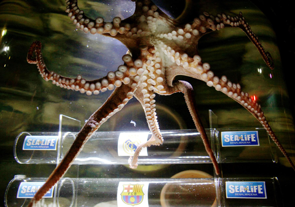 Iker the Octopus picks Madrid to win King's Cup