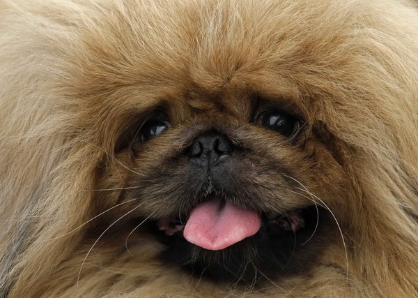 International dog show in Hungary