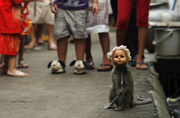 Monkey performance in Indonesia