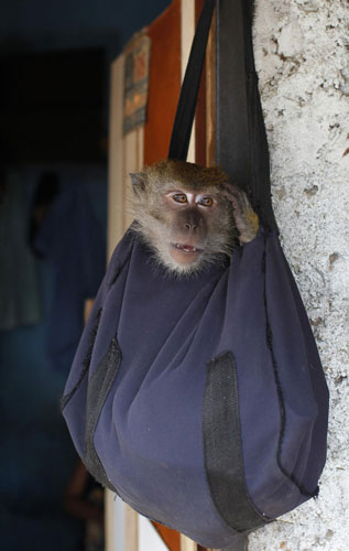 Monkey performance in Indonesia