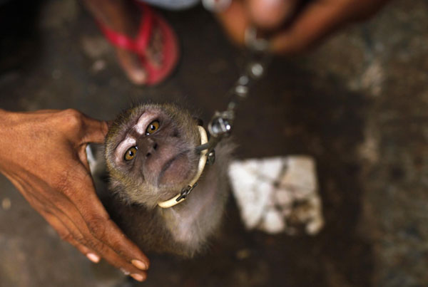 Monkey performance in Indonesia