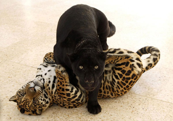 Black jaguar plays with spotted cub