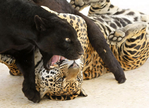 Black jaguar plays with spotted cub