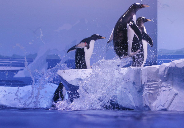 Gentoo penguins in Edinburgh Zoo