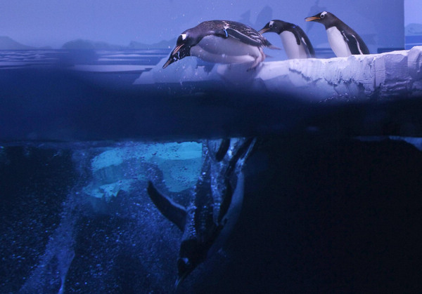 Gentoo penguins in Edinburgh Zoo