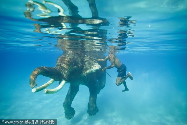 Rajan the swimming elephant ready to retire