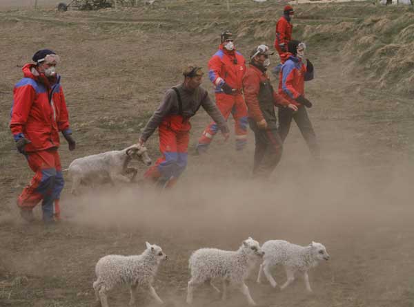 Farmers collect sheep fearing ash cloud