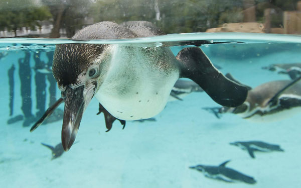 Penguin pool of London Zoo opens