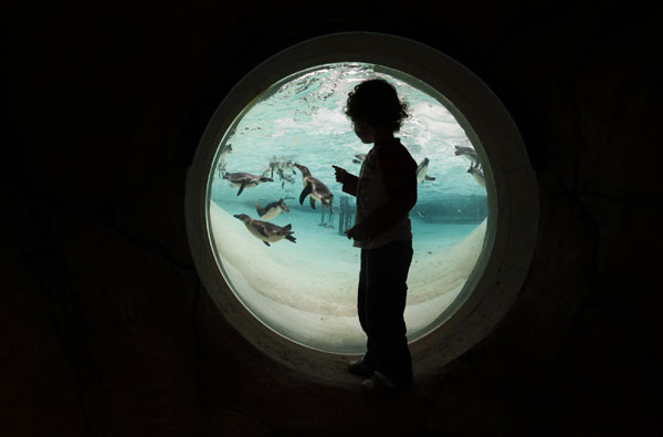 Penguin pool of London Zoo opens