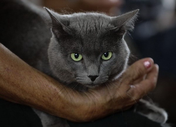 Cuban breed hopes to join the 'blues' family