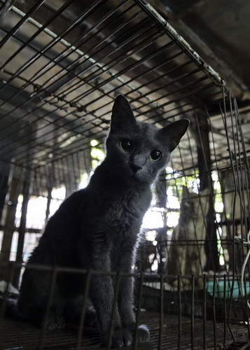 Cuban breed hopes to join the 'blues' family