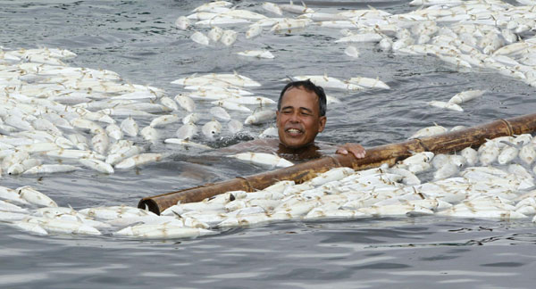 800 tons of fish die, rot on Philippine fish farm