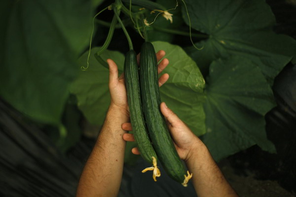 Cucumber fear spreads in Europe