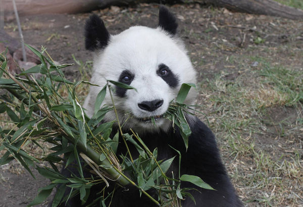 Giant panda to become a mother