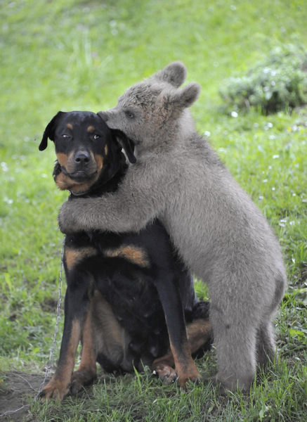 Slovenian family adopts a bear cub