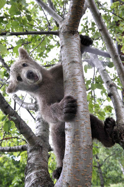 Slovenian family adopts a bear cub