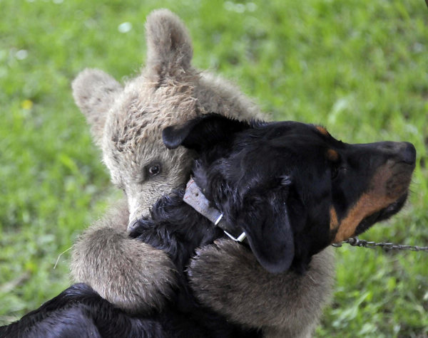 Slovenian family adopts a bear cub