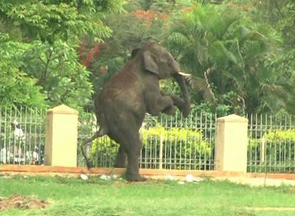 Elephant rampage kills one in Indian town