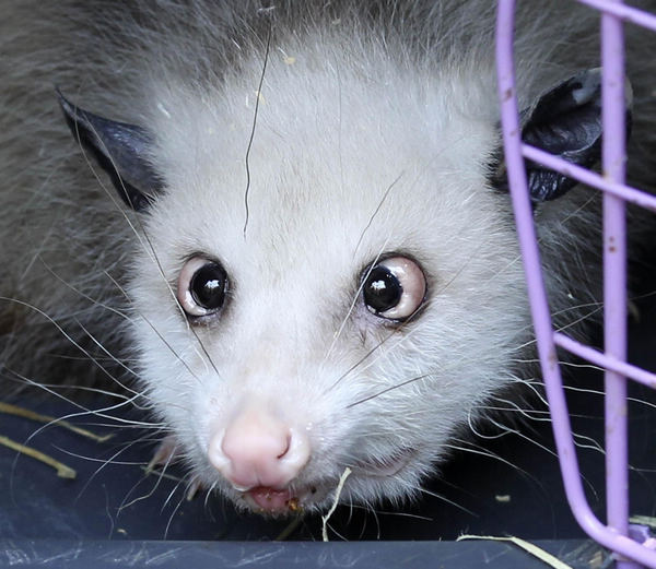 Heidi the cross-eyed opossum gets new digs