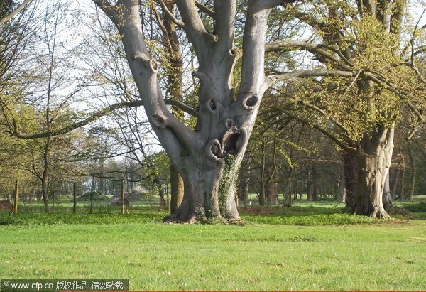 Spooky tree discovered in old English town