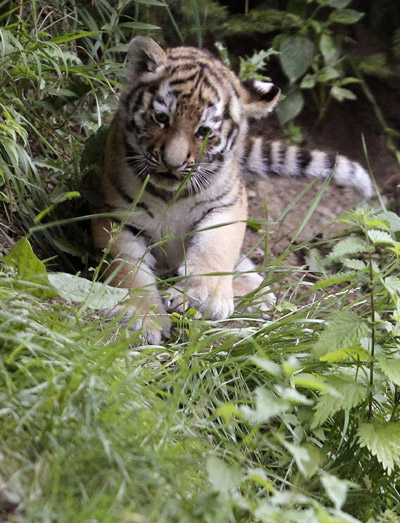 Newborn Amur tigers play at zoo