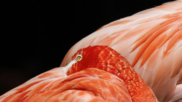 Flamingos enjoy sunny day in Vienna