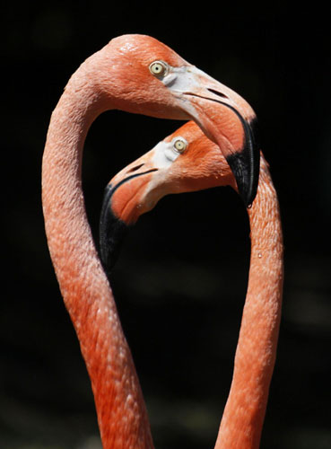 Flamingos enjoy sunny day in Vienna