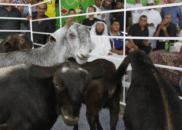 'Most Beautiful Goat' competition in Jordan