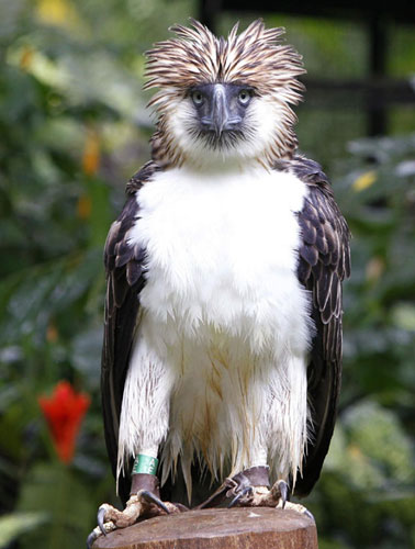 Endangered 'Monkey-eating Eagle' at Philippine zoo