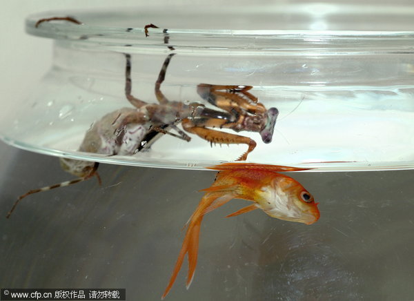 Preying mantis eats goldfish for dinner