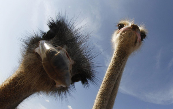 Take an ostrich ride in Spain