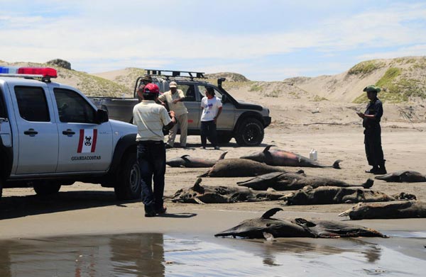 800 dolphins die at Peruvian shore