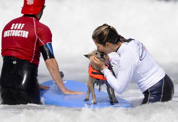 Dogs' incredible performance on surfboard