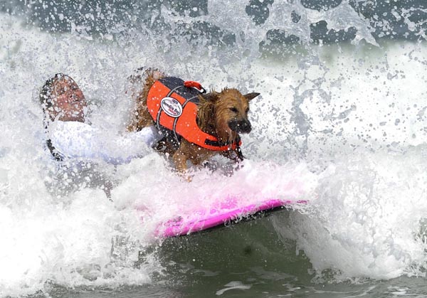 Dogs' incredible performance on surfboard