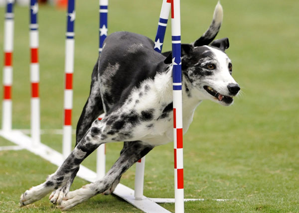 Dogs show talent in competition