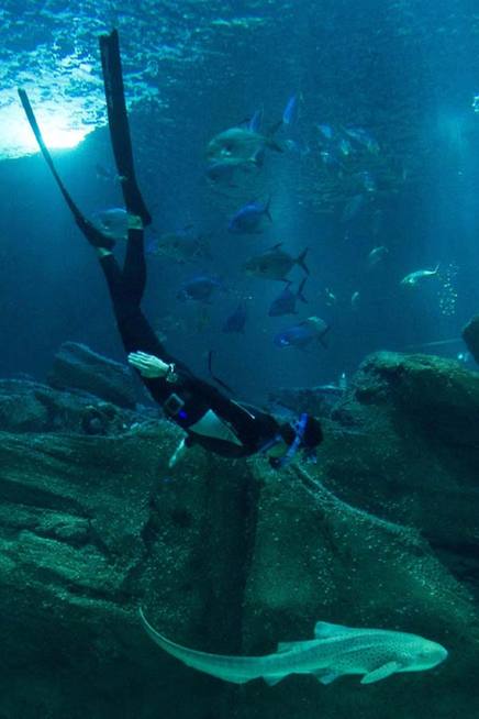 Diving champion swims with sharks