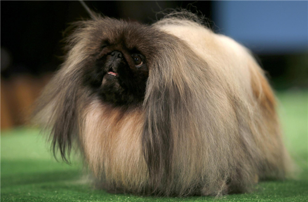 Westminster Kennel Club Dog Show