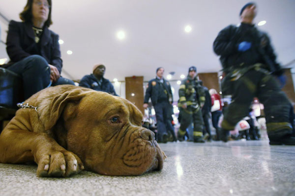 Westminster Dog Show in New York