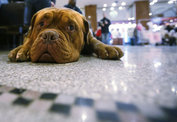 Westminster Dog Show in New York