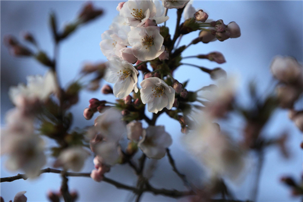 Cherry blossoms in Washington