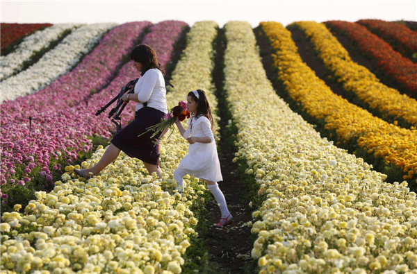 Buttercup plantation in Israel