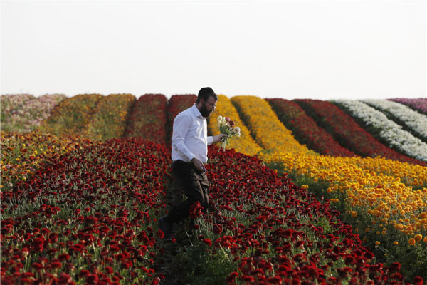 Buttercup plantation in Israel