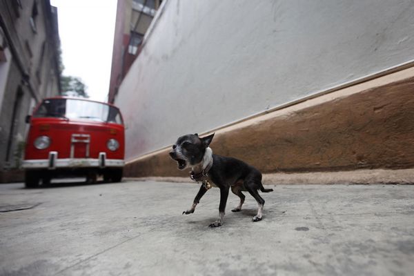 Robbery of breed dogs have quadrupled in Mexico