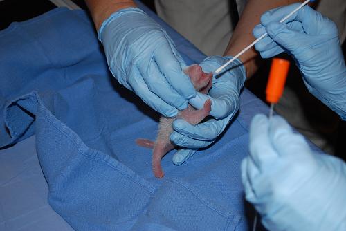 Newly born panda cub at Washington zoo doing fine