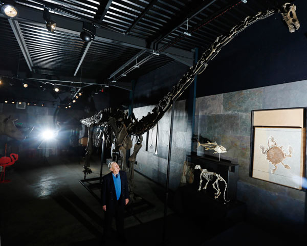 Rare diplodocus dinosaur sells for $650,000