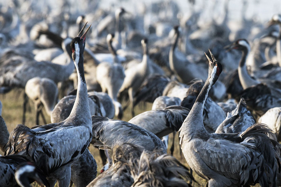 Migrating cranes at Israel's Hula Lake