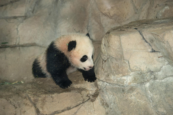 Panda in Washington to make her debut