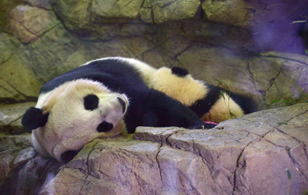 Panda cub in Washington makes her public debut