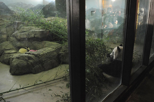 Panda cub in Washington makes her public debut