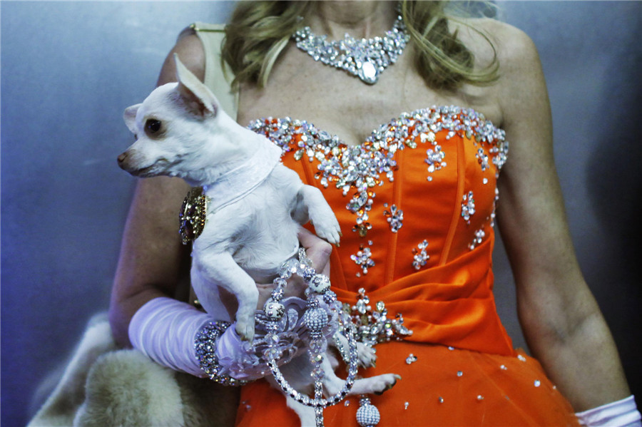 Westminster Dog Show in New York